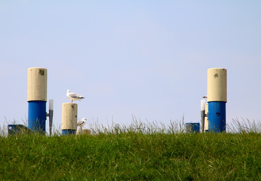Norddeich-Blick auf Deich 3607